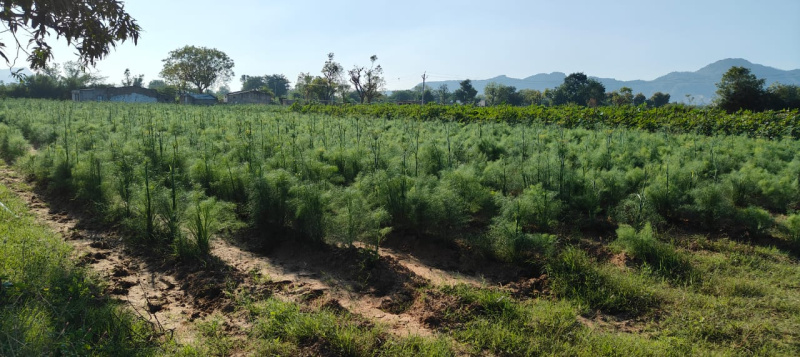  Agricultural Land 20 Bigha for Sale in Sanchore, Jalor