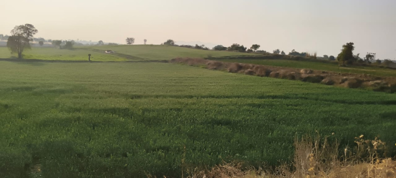  Agricultural Land 24 Bigha for Sale in Raniwara, Jalor