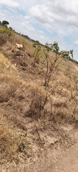  Agricultural Land 22 Acre for Sale in Sulur, Coimbatore