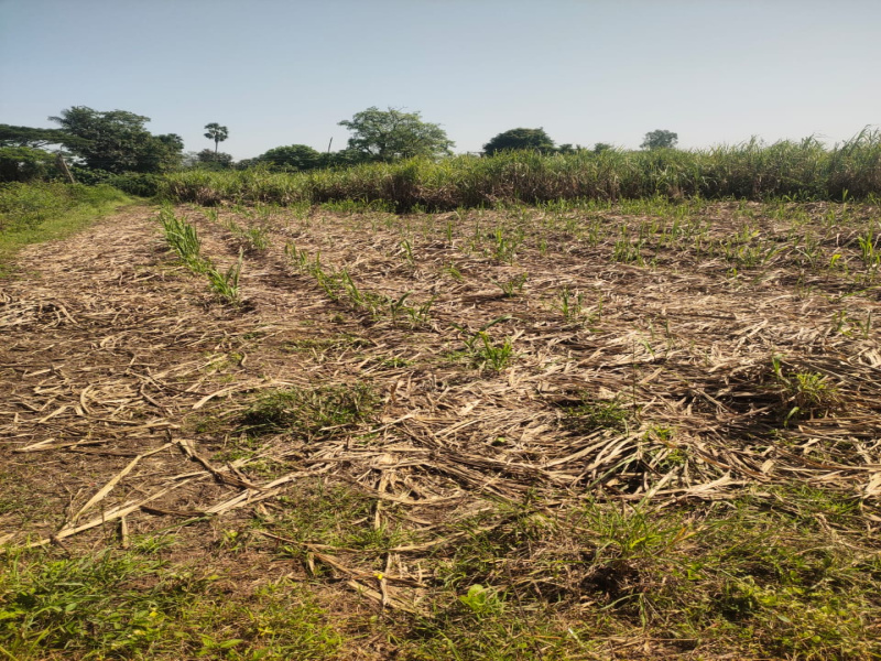  3 Acre Agricultural/Farm Land for Sale in NANDOD, Narmada