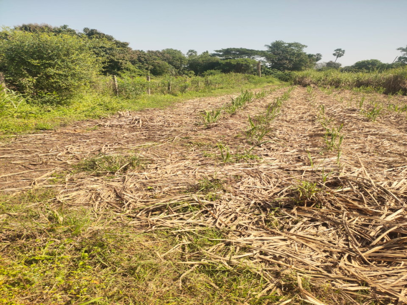  3 Acre Agricultural/Farm Land for Sale in NANDOD, Narmada