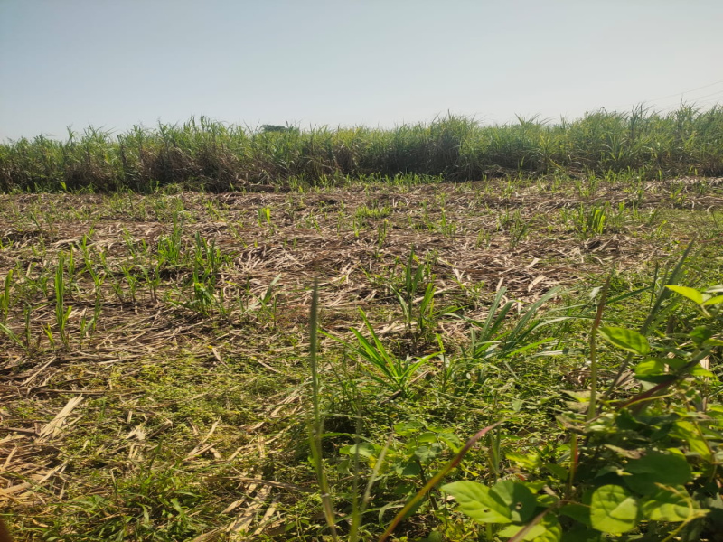  3 Acre Agricultural/Farm Land for Sale in NANDOD, Narmada