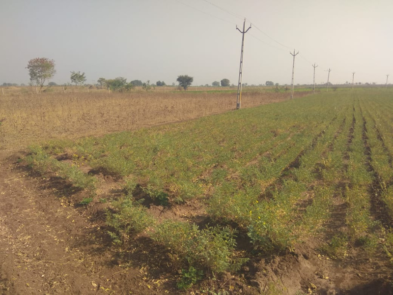  Agricultural Land 15 Acre for Sale in Pardi, Valsad