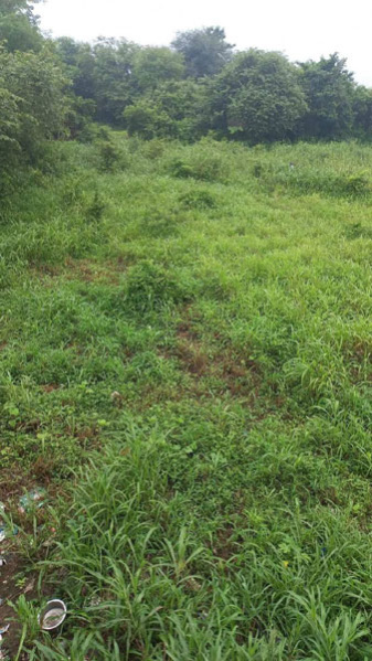  Agricultural Land 5 Acre for Sale in Vansda, Navsari