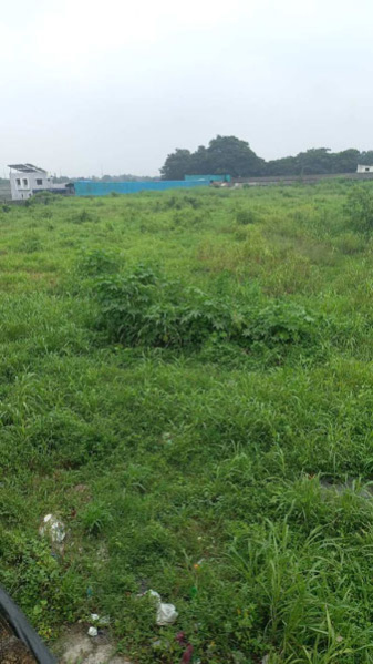  Agricultural Land 10 Acre for Sale in Umbergaon, Valsad