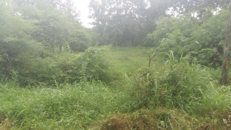  Agricultural Land 11 Acre for Sale in Sarigam GIDC, Vapi