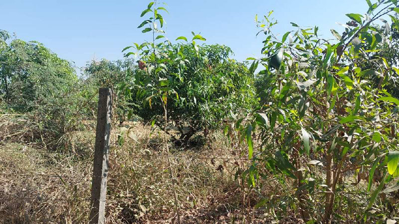  Agricultural Land 4 Acre for Sale in Umbergaon, Valsad