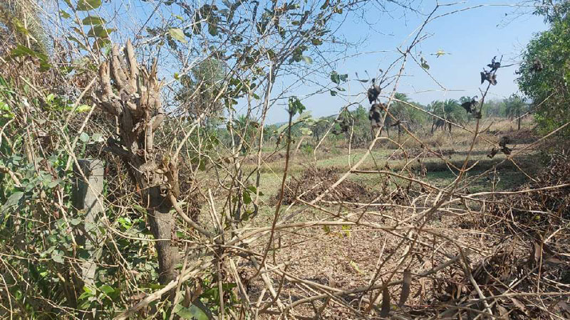  Agricultural Land 4 Acre for Sale in Umbergaon, Valsad