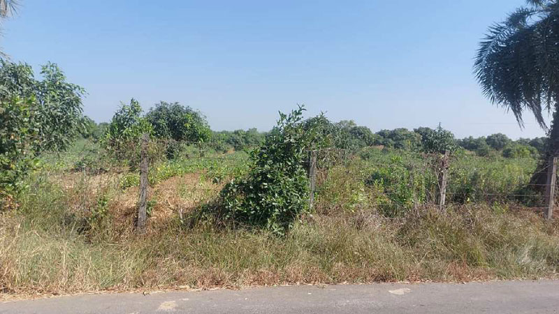  Agricultural Land 41 Guntha for Sale in Dharampur, Valsad