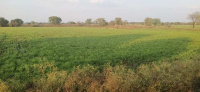 Agricultural Land for Sale in Kaprada, Valsad