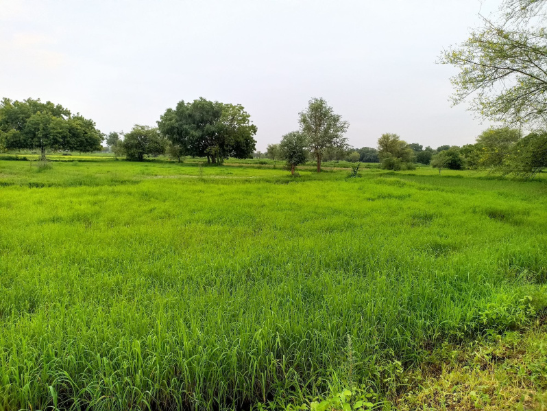  Agricultural Land 5 Acre for Sale in Kaprada, Valsad