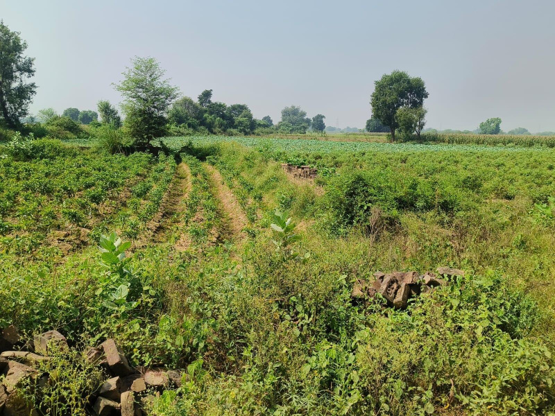  Agricultural Land 5 Acre for Sale in Kaprada, Valsad