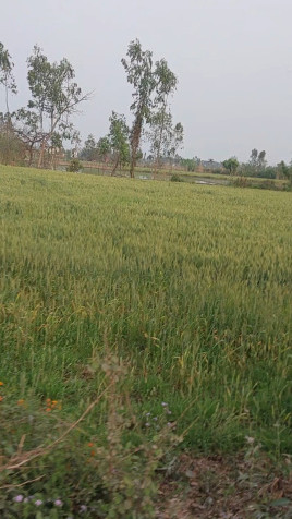  Agricultural Land 6 Bigha for Sale in Kashipur, Udham Singh Nagar