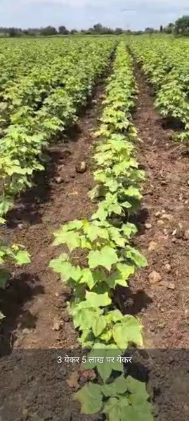  Agricultural Land 3 Acre for Sale in Kuhi, Nagpur