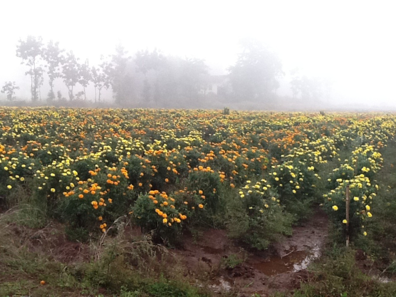  3 Acre Agricultural/Farm Land for Sale in Tadoba, Chandrapur