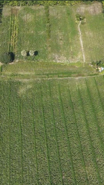  25 Acre Agricultural/Farm Land for Sale in Tadoba, Chandrapur