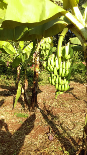  25 Acre Agricultural/Farm Land for Sale in Tadoba, Chandrapur