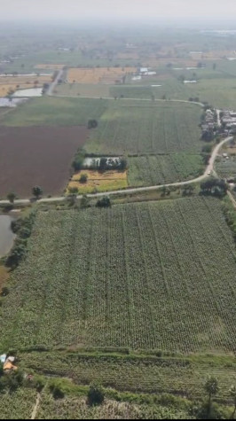  100 Acre Agricultural/Farm Land for Sale in Tadoba, Chandrapur