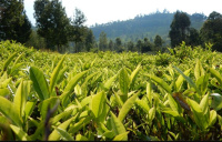 Residential Plot for Sale in Coonoor, Ooty