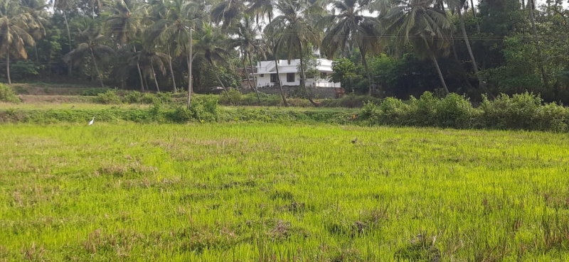  3 Acre Agricultural/Farm Land for Sale in Nallepilly, Palakkad