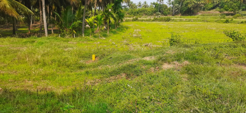  3 Acre Agricultural/Farm Land for Sale in Nallepilly, Palakkad
