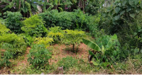  Residential Plot for Sale in Kottarakkara, Kollam
