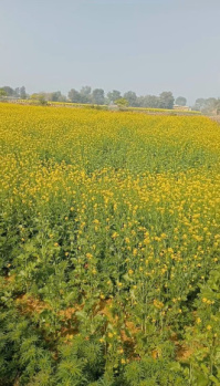  Warehouse for Sale in Taoru, Gurgaon