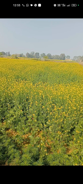  Agricultural Land 2 Acre for Sale in Manesar, Gurgaon