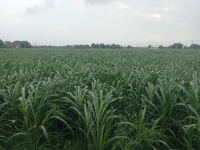 Agricultural Land for Sale in Bilaspur, Gurgaon
