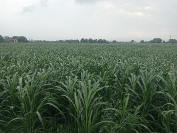  Agricultural Land for Sale in Bilaspur, Gurgaon
