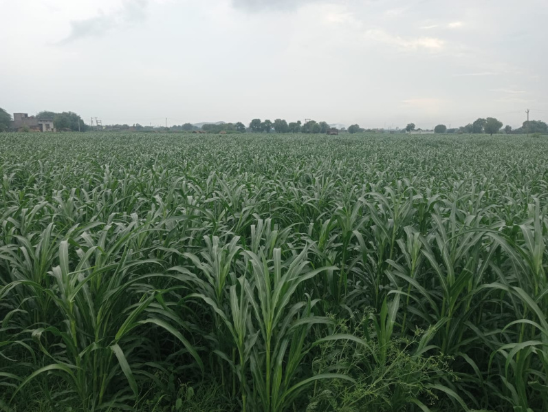  Agricultural Land 5 Acre for Sale in Tauru, Nuh