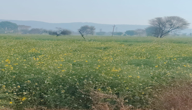 1 BHK 9 Acre Farm House for Sale in Sohna, Gurgaon