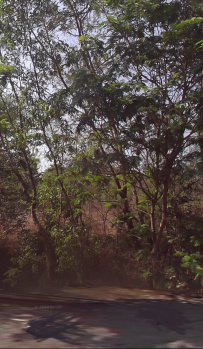  Agricultural Land for Sale in Talasari, Palghar