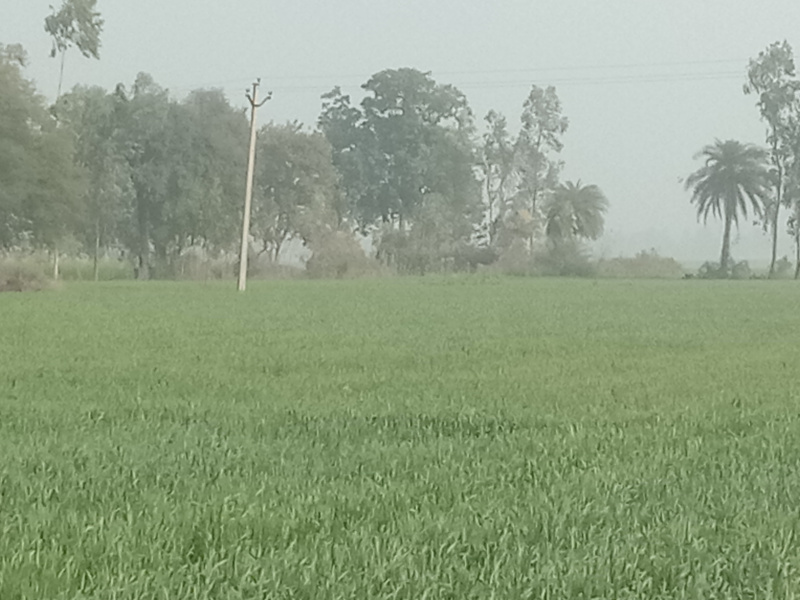  Agricultural Land 160 Bigha for Sale in Sandi, Hardoi