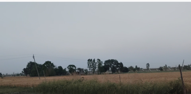  11 Acre Agricultural/Farm Land for Sale in Saiyapurwa, Hardoi