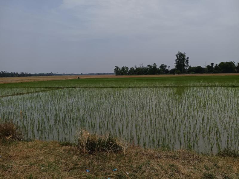  100 Acre Agricultural/Farm Land for Sale in Harpalpur, Hardoi