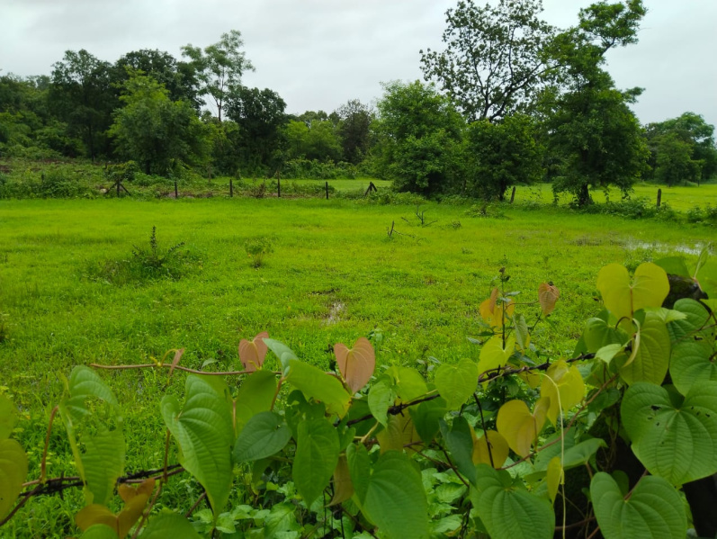  Agricultural Land 5 Ares for Sale in Mangaon, Raigad