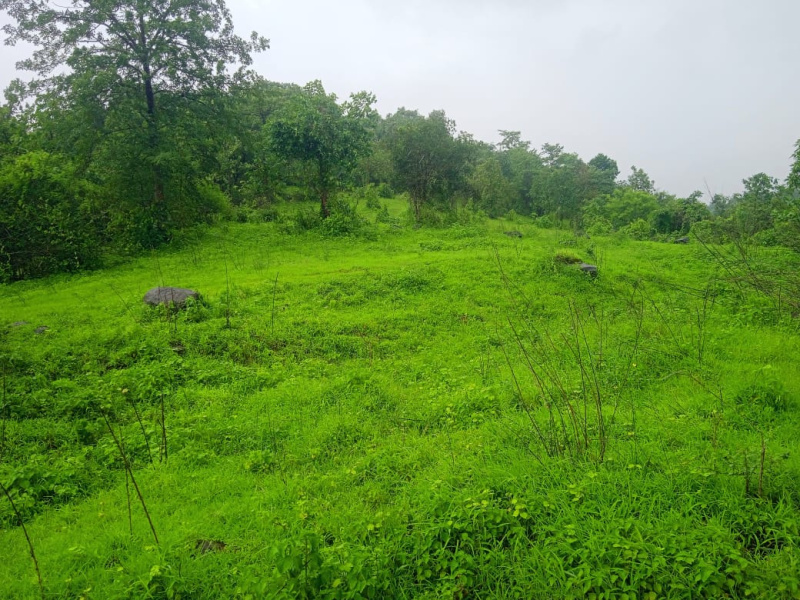  Agricultural Land 4 Acre for Sale in Mangaon, Raigad