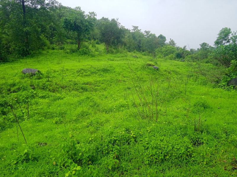  Agricultural Land 4 Acre for Sale in Mangaon, Raigad