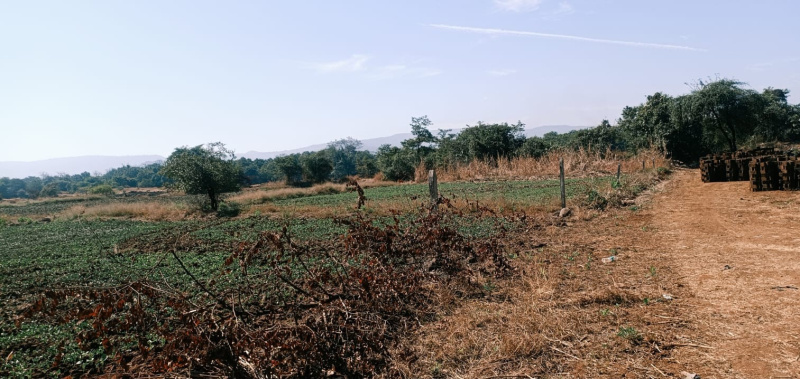  2 Acre Agricultural/Farm Land for Sale in Mangaon, Raigad