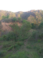  Agricultural Land for Sale in Arki, Solan