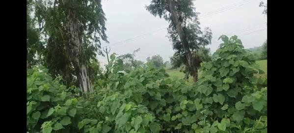  Commercial Land 13608 Sq. Yards for Sale in Gajraula, Amroha