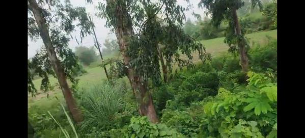  Commercial Land 13608 Sq. Yards for Sale in Gajraula, Amroha