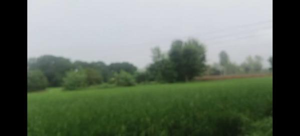  Agricultural Land 65 Bigha for Sale in Siana, Bulandshahr