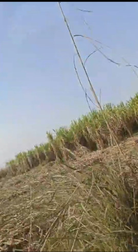  12 Acre Agricultural/Farm Land for Sale in Garhmukteshwar, Hapur