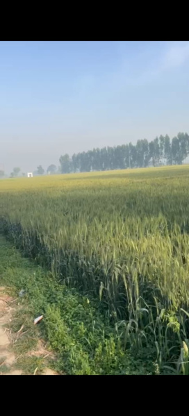  10 Acre Agricultural/Farm Land for Sale in Siana, Bulandshahr