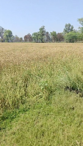  5 Acre Agricultural/Farm Land for Sale in Hastinapur, Meerut