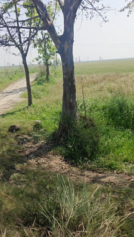  12 Acre Agricultural/Farm Land for Sale in Hastinapur, Meerut