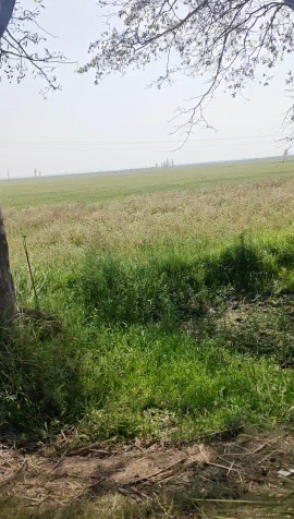 12 Acre Agricultural/Farm Land for Sale in Hastinapur, Meerut