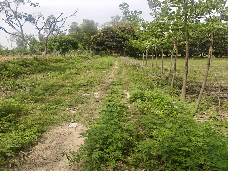  10 Bigha Agricultural/Farm Land for Sale in Siana, Bulandshahr